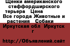 Щенки американского стаффордширского терьера › Цена ­ 20 000 - Все города Животные и растения » Собаки   . Иркутская обл.,Иркутск г.